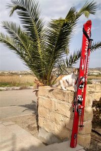 Skiing in Cyprus? Purrfect!